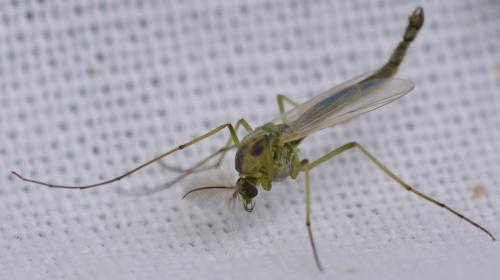 Réf. 289 192 : Chironomus sp.